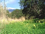 Green and yellow, Cretan spring colours!