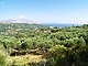 Land L1163: Olive grove with sea and mountain views