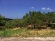 L1133: Olive grove in quiet village, with sea views