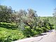 L1182: Huge olive grove with panoramic sea & mountain views