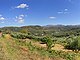 L1204: Large olive grove with panoramic rural & mountain views
