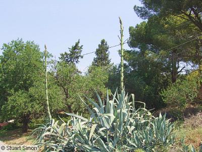 Agave (Century plant)