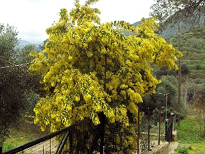 acacia dealbata