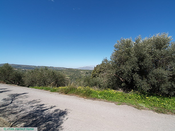 Olive grove with beautiful sea & mountain views