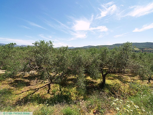 Large double plot with sea views in village limits