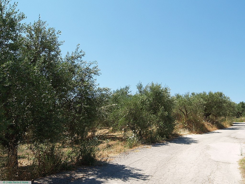 Huge olive grove inside village limits, rural & mountain views