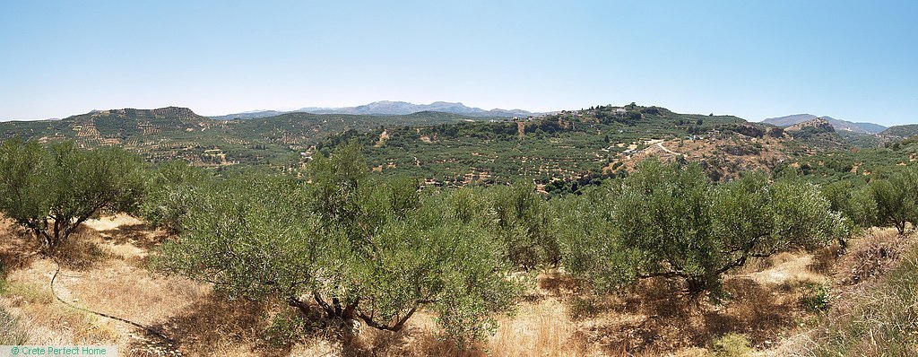Elevated terraced olive grove, large build allowance, panoramic views