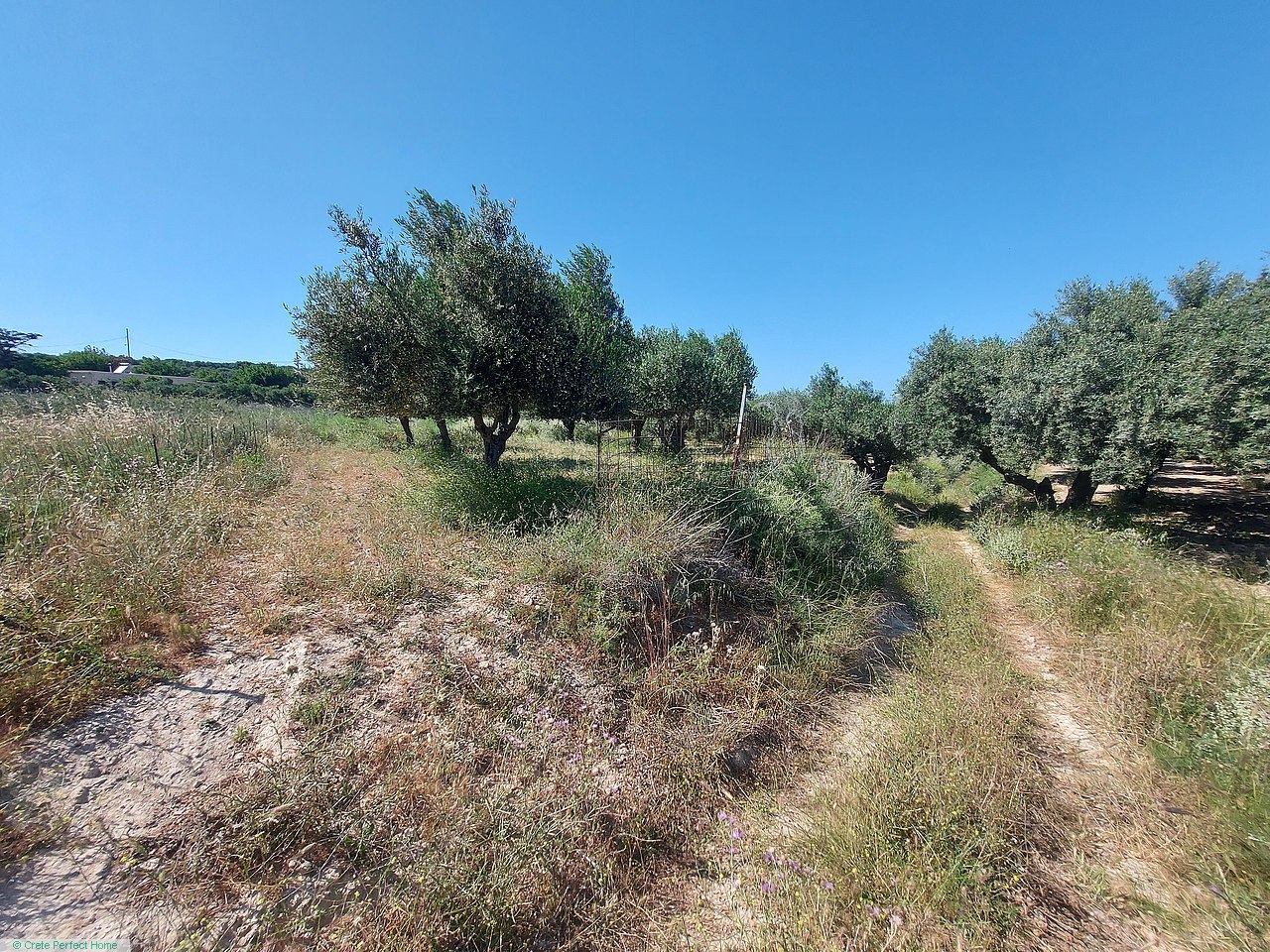 Olive grove inside village limits, distant sea view, close to Falassarna