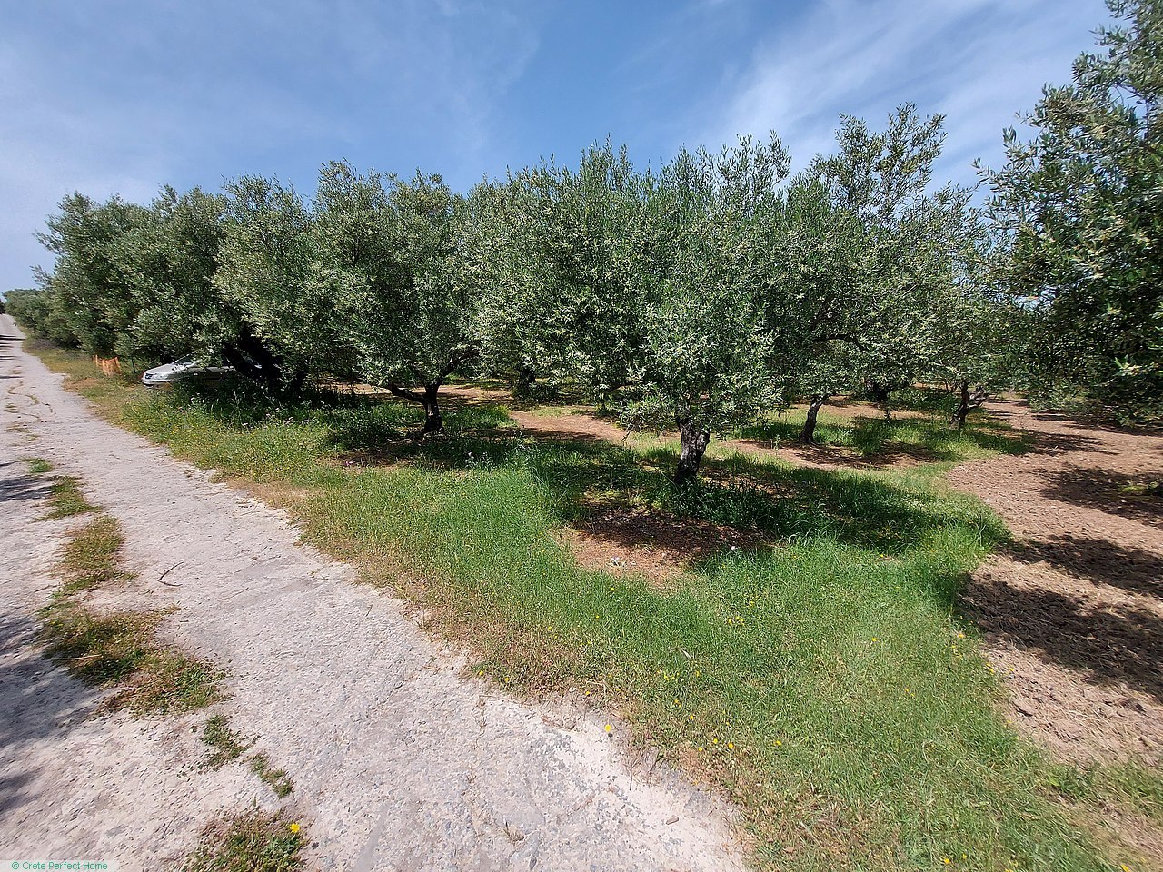 Olive grove on edge of village, close to beaches, sea view from first floor, huge build alowance