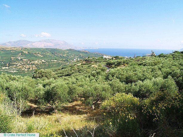Olive grove with panoramic sea and mountain views