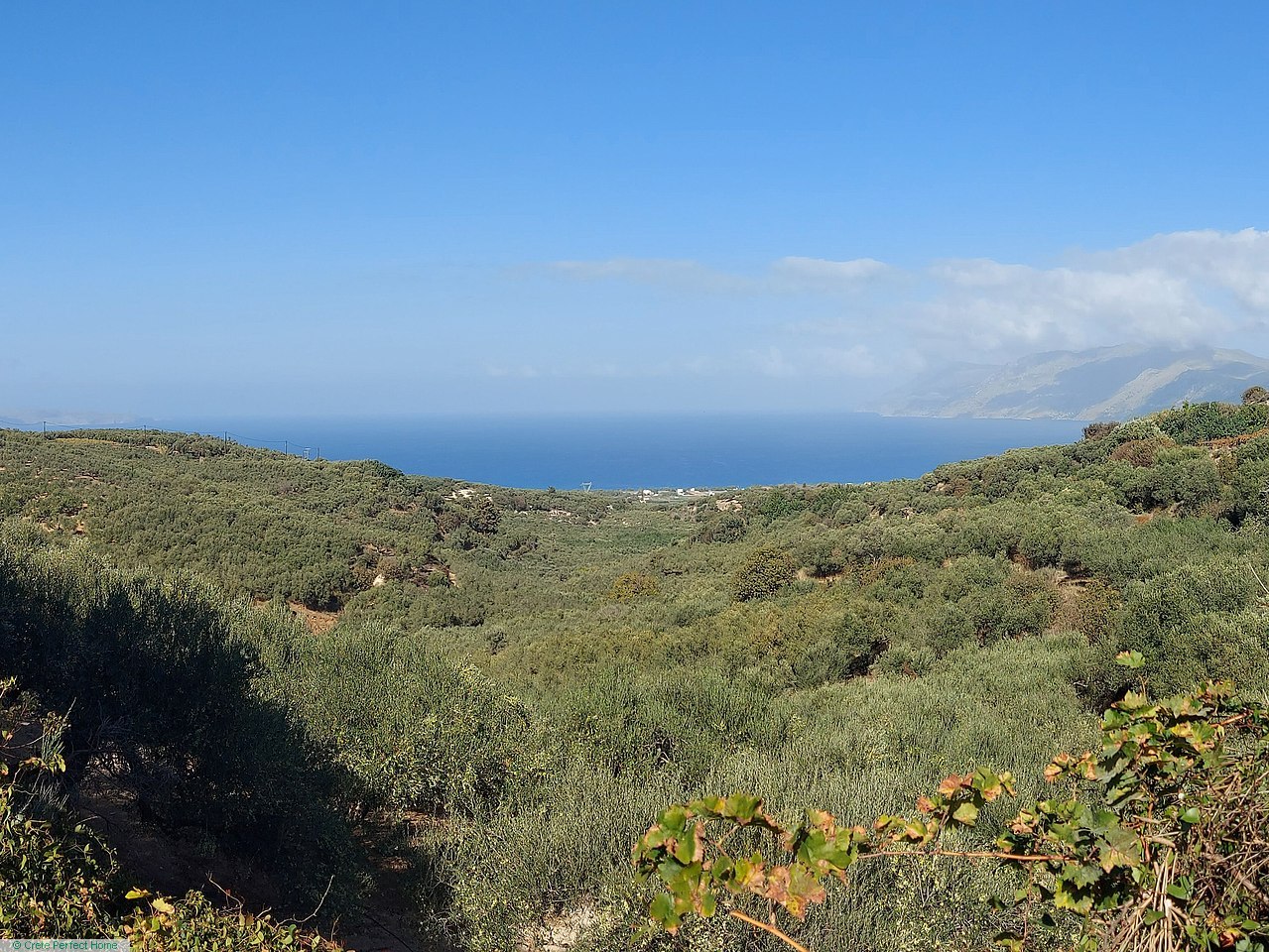 Large elevated olive grove with beautiful sea views