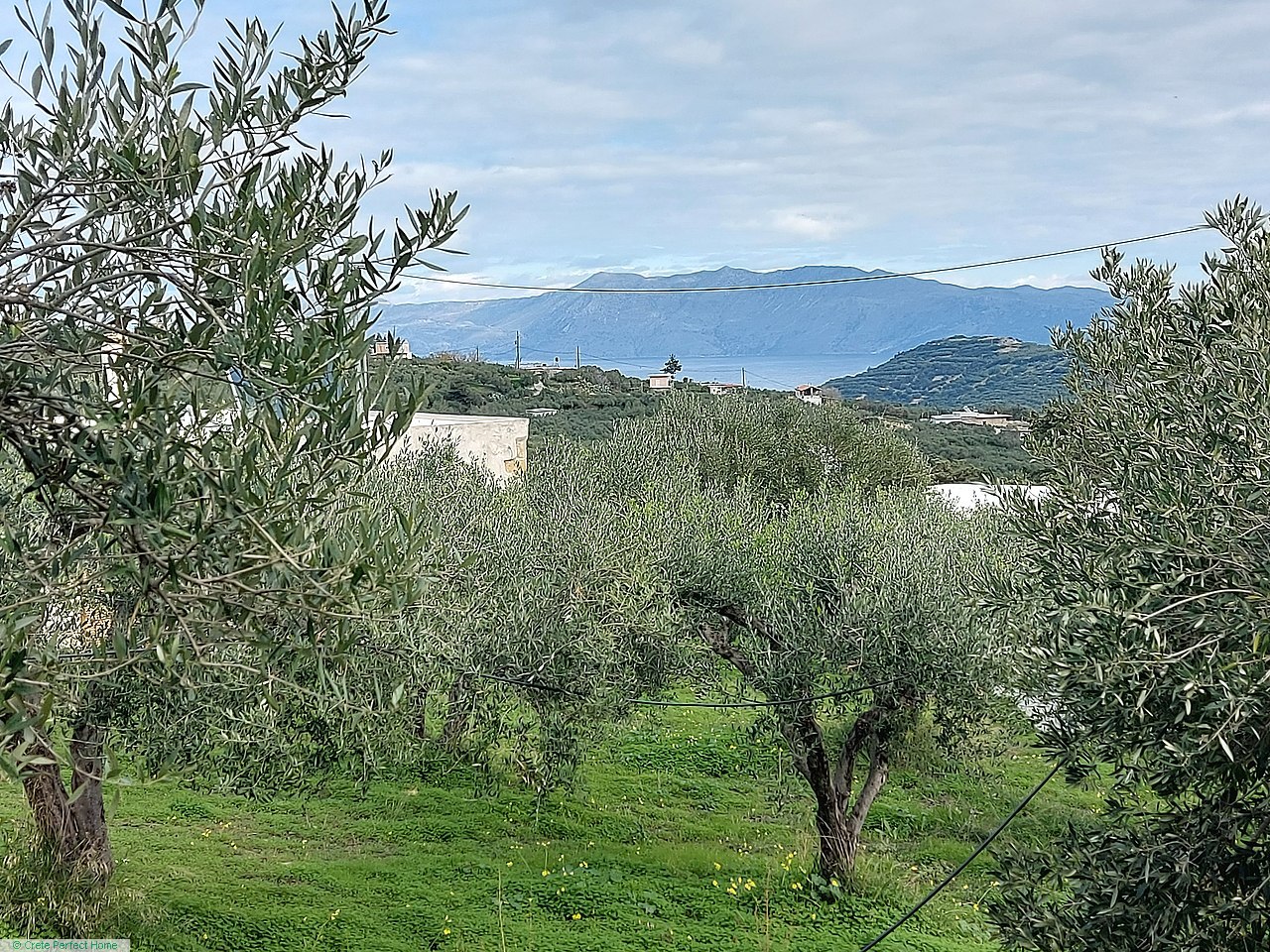 Large gently-sloping olive grove, 5km beaches, large build allowance, sea & rural views