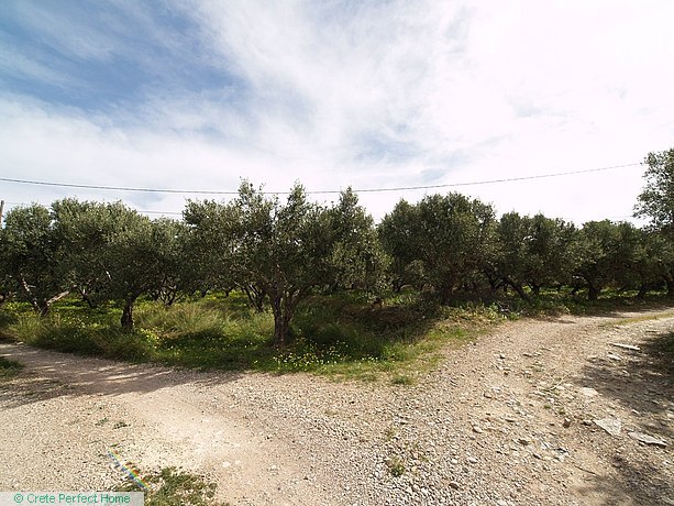 Large olive grove in village limits, large build allowance, sea & mountain views