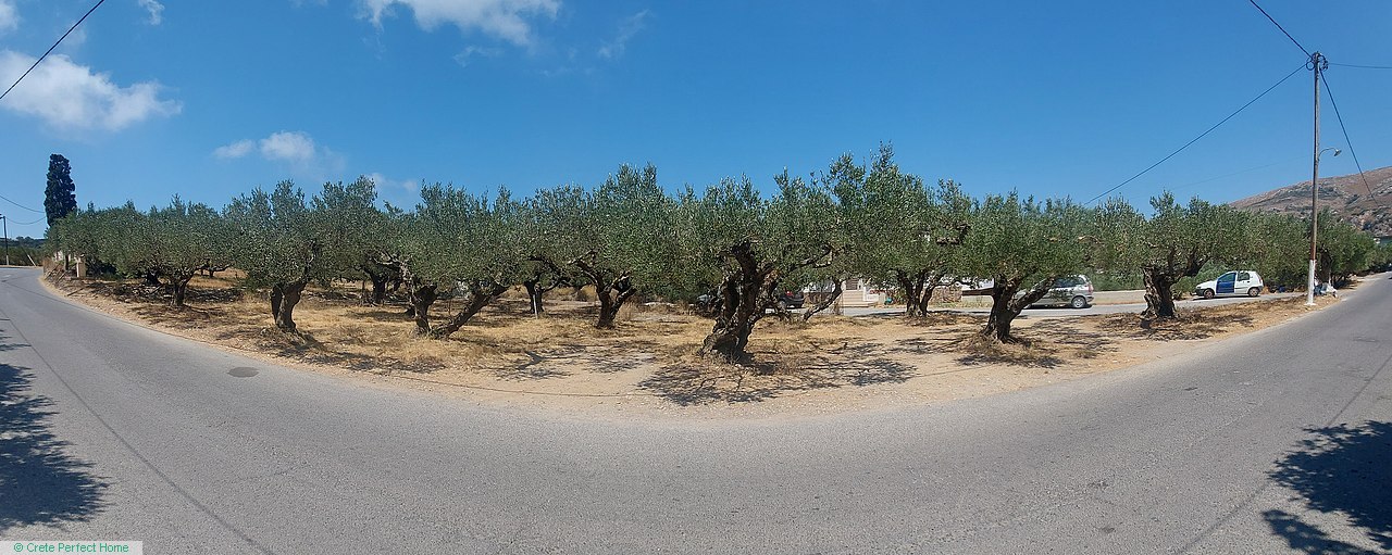 Olive grove in village limits, very close to famous Falassarna beach, ideal for touristic use