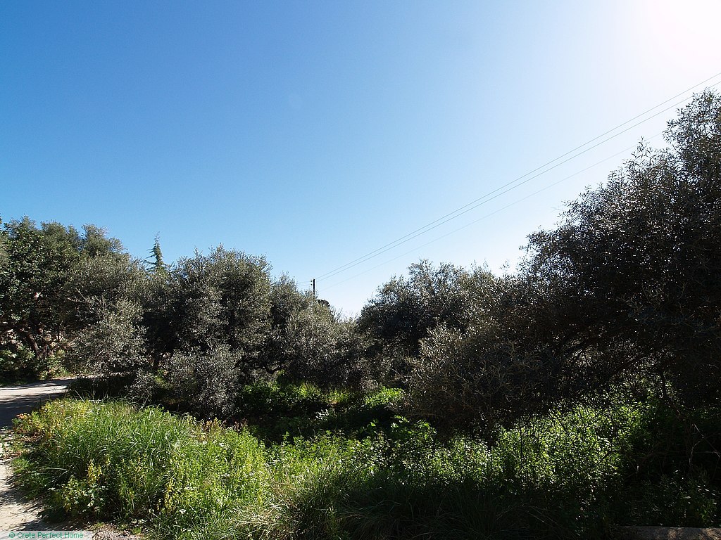 Level olive grove in village with rural views